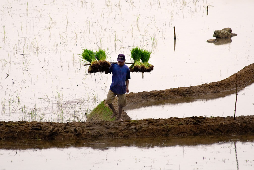 Cultivo de arrozales