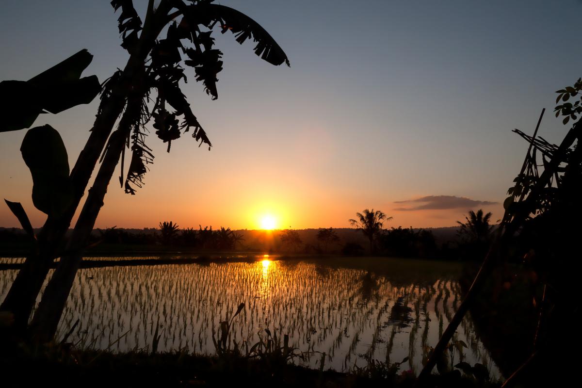 Les plus belles rizières de Bali
