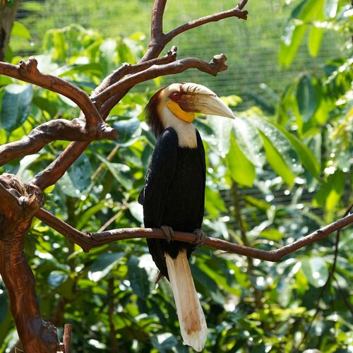 Birdwatching in Indonesia: tailor-made journeys with local experts