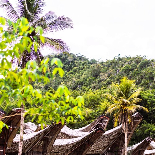 Tana Toraja : rituels ancestraux et authenticité lors d’un voyage sur mesure et durable