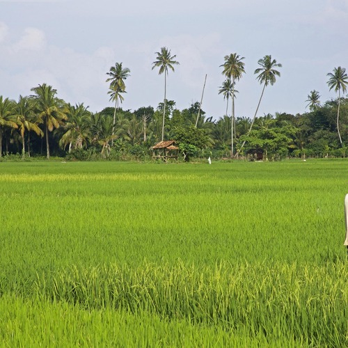 Viajes a medida en Indonesia de lujo